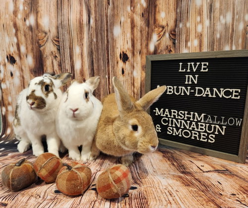 MARSHMALLOW - Bunny Rabbit available for adoption