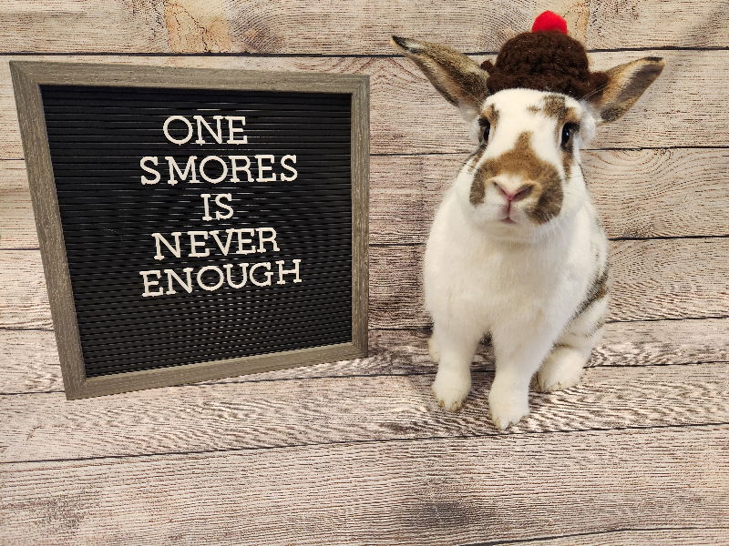 adoptable Rabbit in Columbus, OH named S'mores