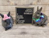 adoptable Rabbit in  named Nemo