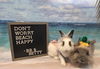 adoptable Rabbit in  named Betty