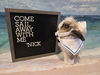 adoptable Rabbit in  named Nick