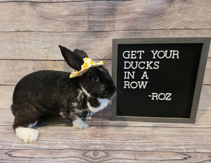 adoptable Rabbit in Columbus, OH named Roz