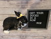 adoptable Rabbit in  named Roz