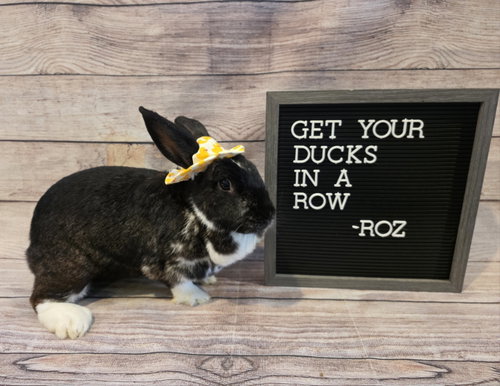 ROZ - English Spot available for adoption