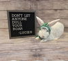 adoptable Rabbit in  named Lucien