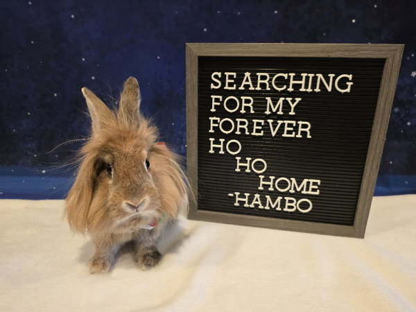 Hambo