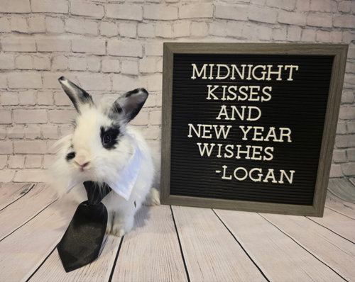 LOGAN - Lionhead available for adoption