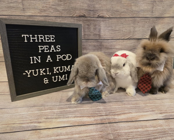 Kuma