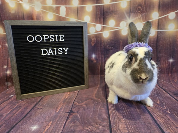 Daisy