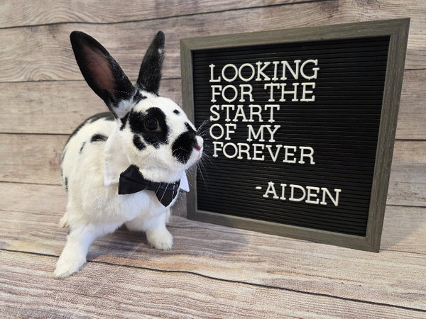 Aiden