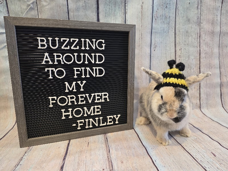 Finley Image