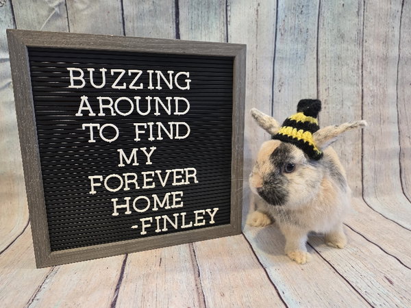 Finley