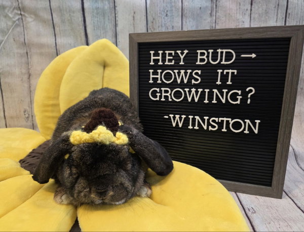 Winston