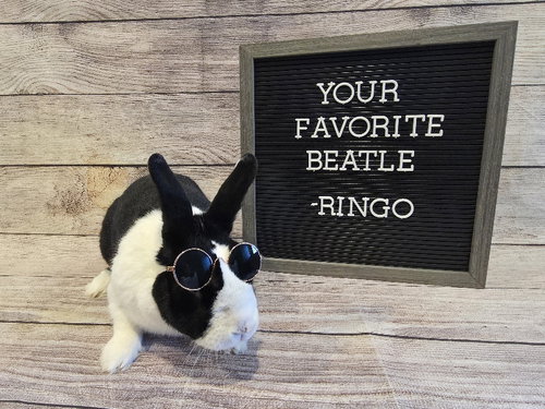RINGO - Dutch available for adoption
