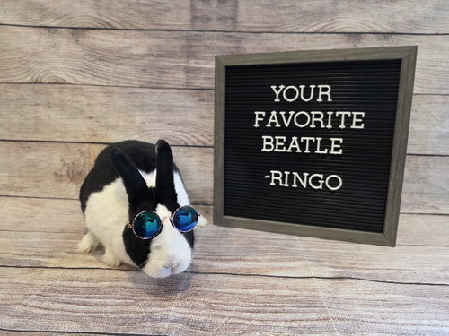 RINGO - Dutch available for adoption