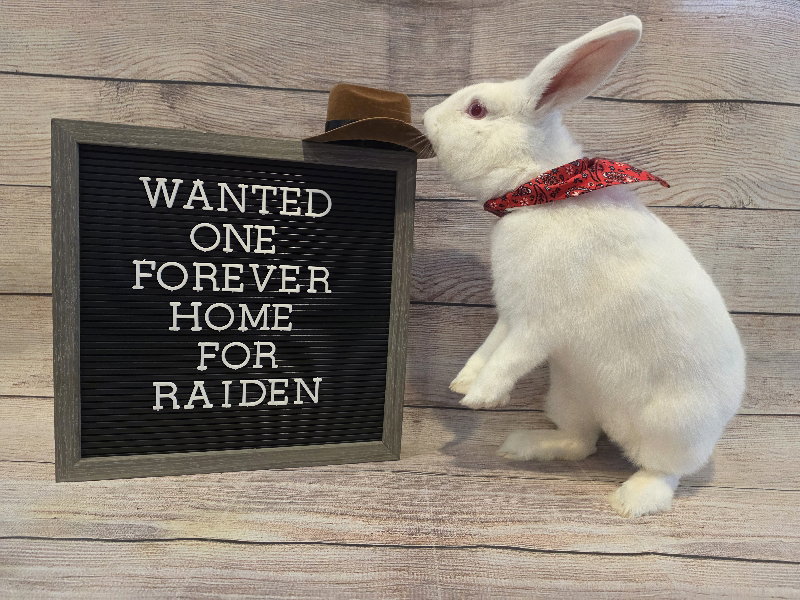 Raiden Image