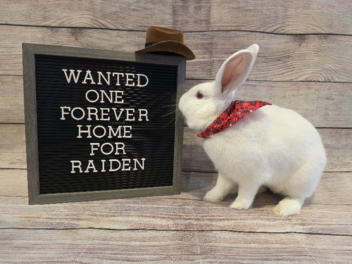RAIDEN - Florida White available for adoption