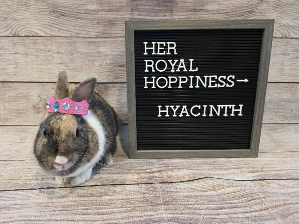 Hyacinth