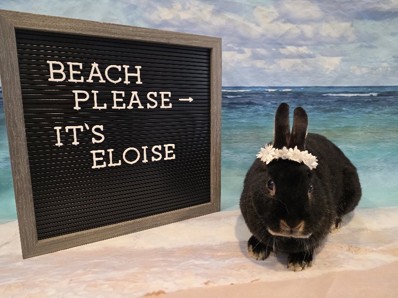 Eloise, photo 2