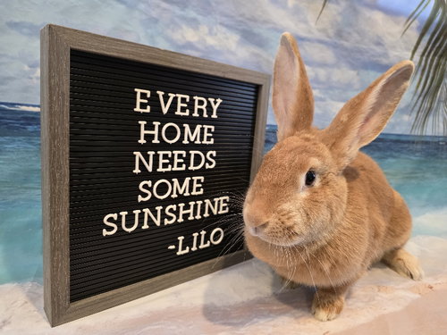 Lilo