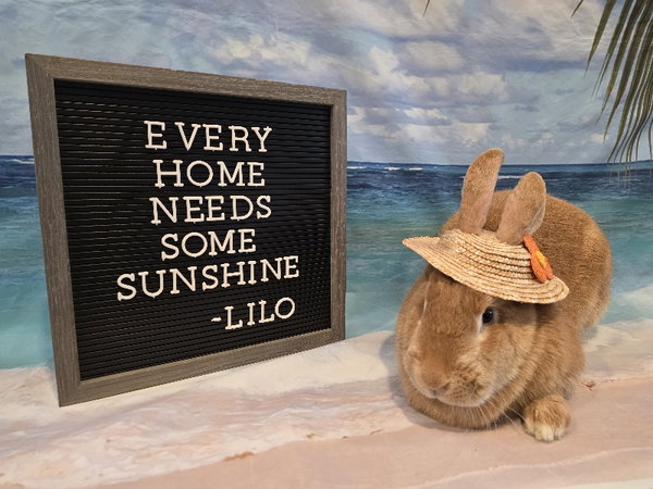 Lilo