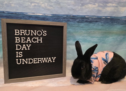 Bruno