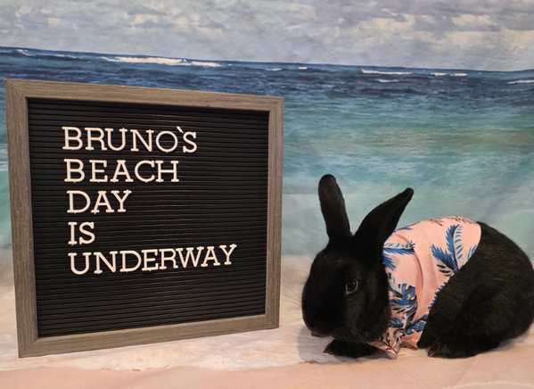 Bruno