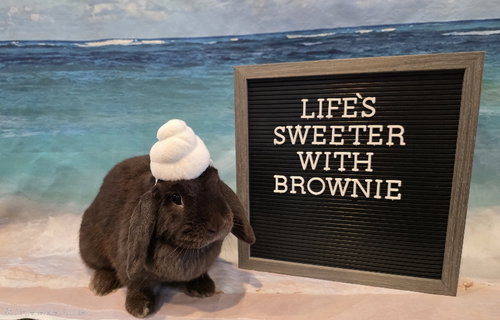 Brownie