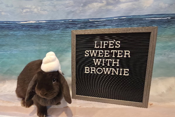 Brownie