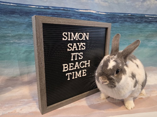 Simon