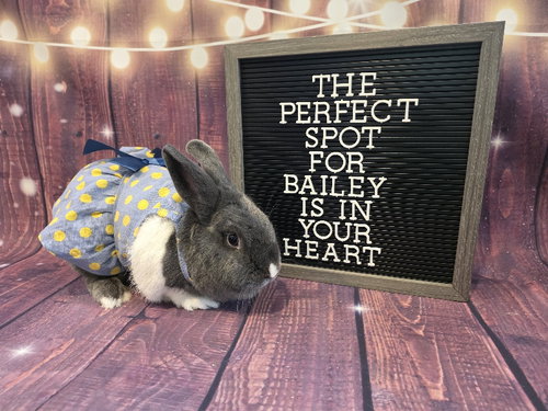 Bailey