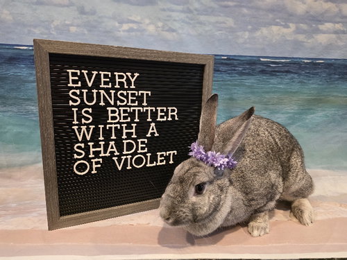 Violet photo 2