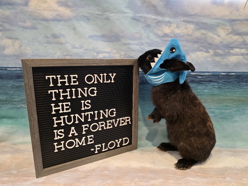 Floyd