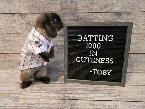 Toby photo 2