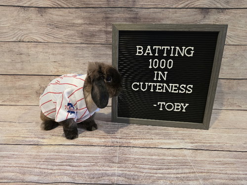 Toby photo 3