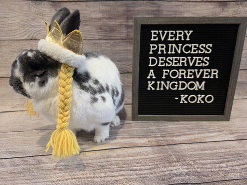 Koko photo 2