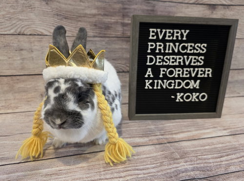 Koko photo 3