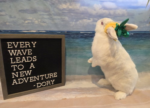 Photo 2 of Dory