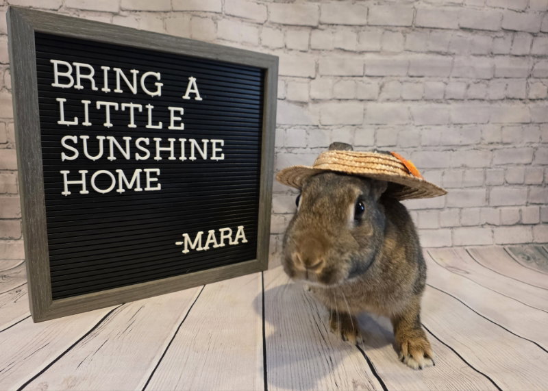 Mara, photo 2