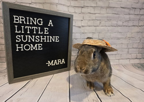 Photo 2 of Mara