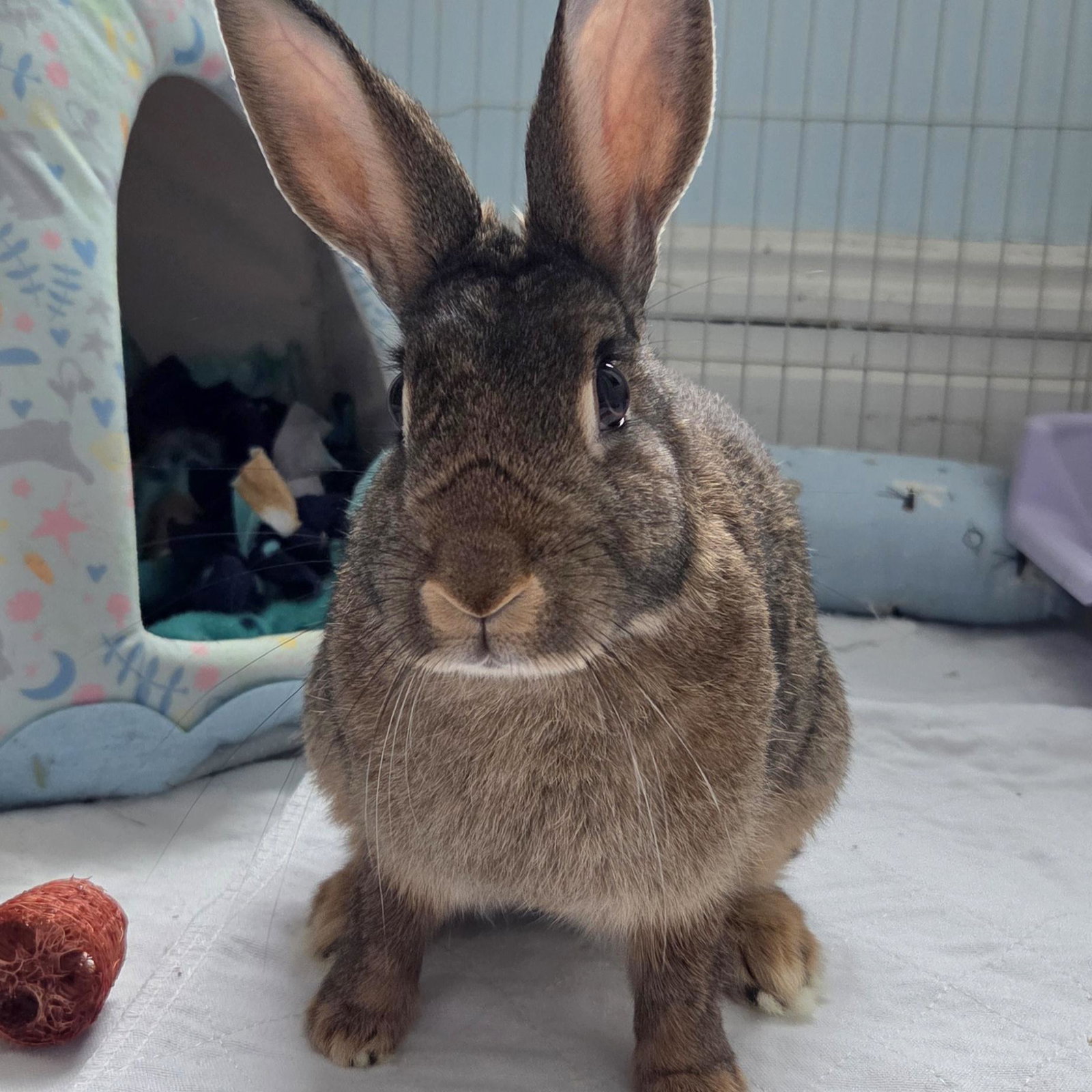 Mara, photo 4