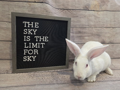 Sky, a rabbit for adoption from Ohio House Rabbit Rescue, Inc.
