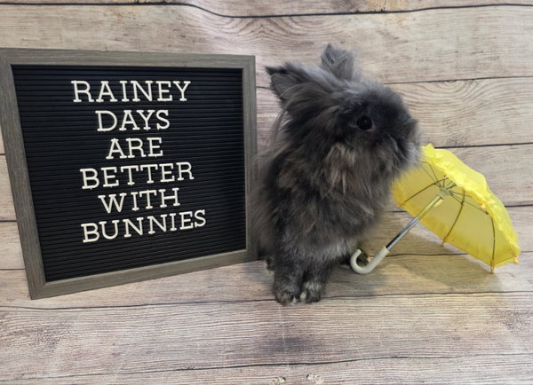Rainey