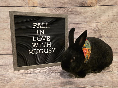 Muggsy, a rabbit for adoption from Ohio House Rabbit Rescue, Inc.