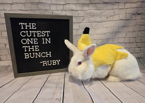 Ruby, a rabbit for adoption from Ohio House Rabbit Rescue, Inc.