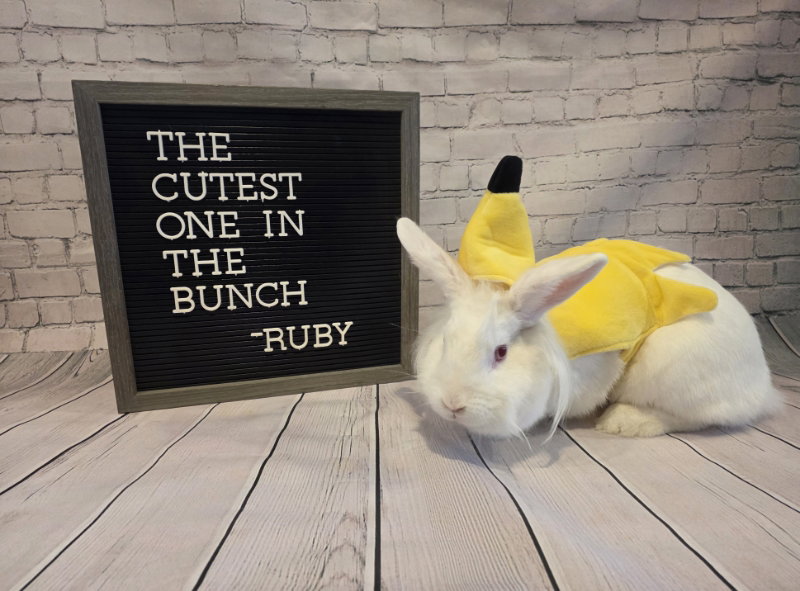 Ruby, photo 2