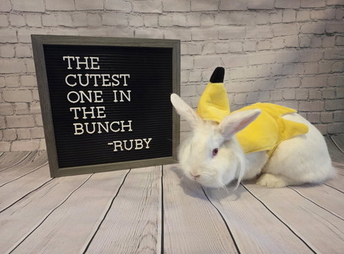 Photo 2 of Ruby