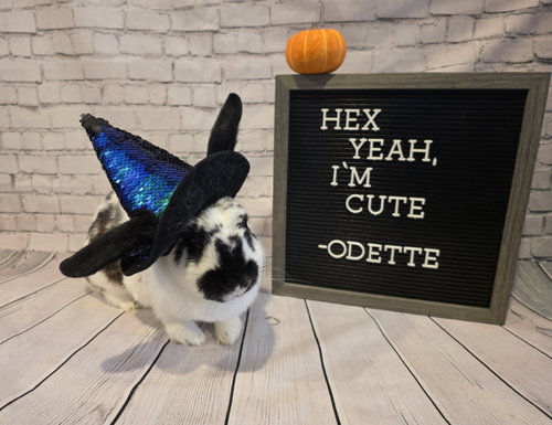 Odette, a rabbit for adoption from Ohio House Rabbit Rescue, Inc.