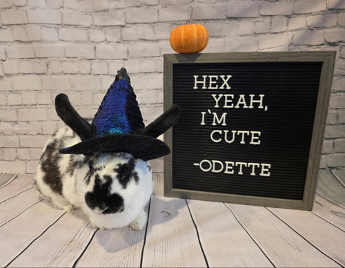 Photo 2 of Odette
