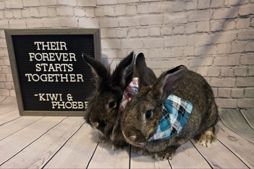 Kiwi, a rabbit for adoption from Ohio House Rabbit Rescue, Inc.